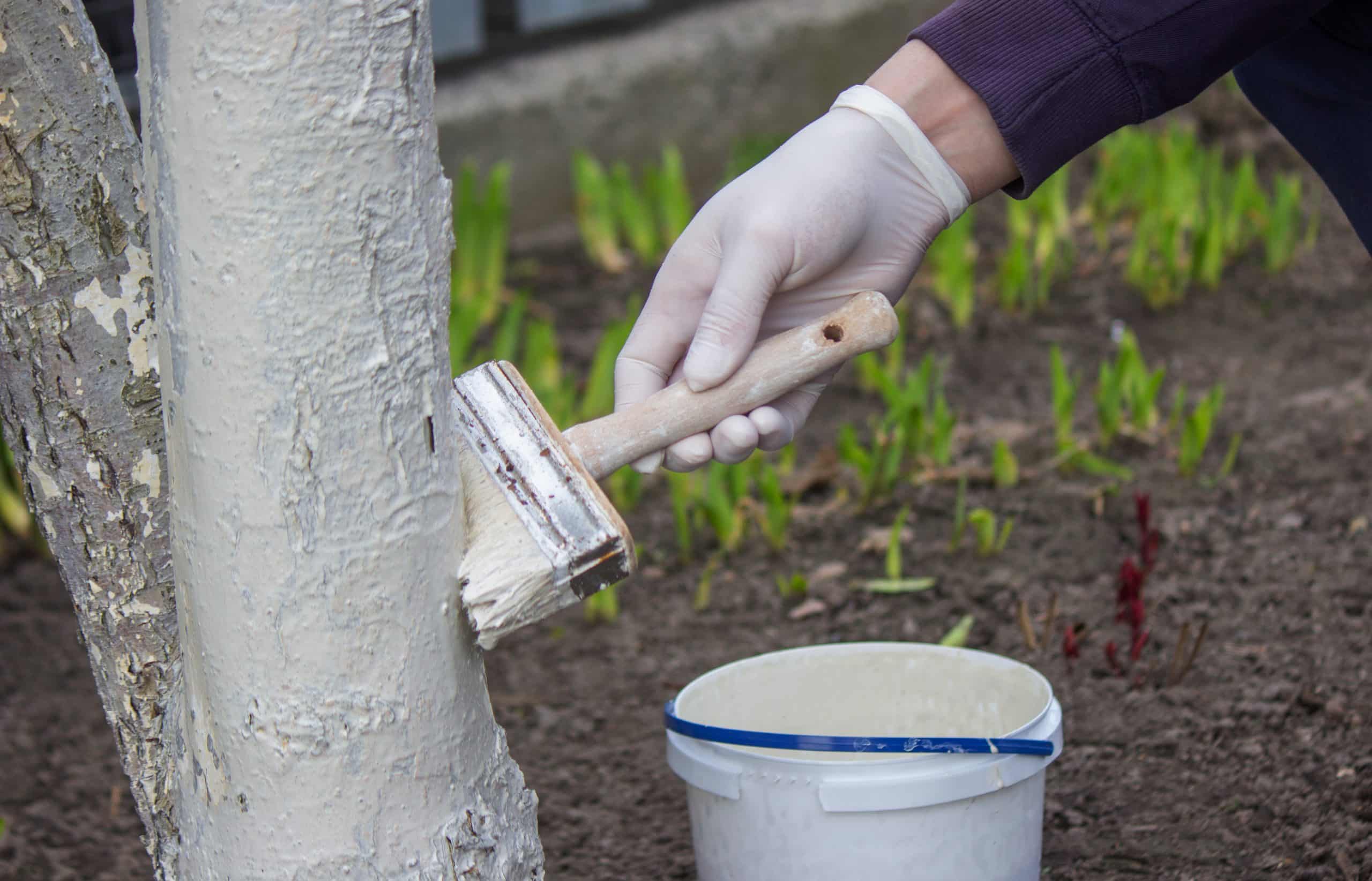 Chaulage : pourquoi faut-il peindre les troncs d’arbres en blanc ?