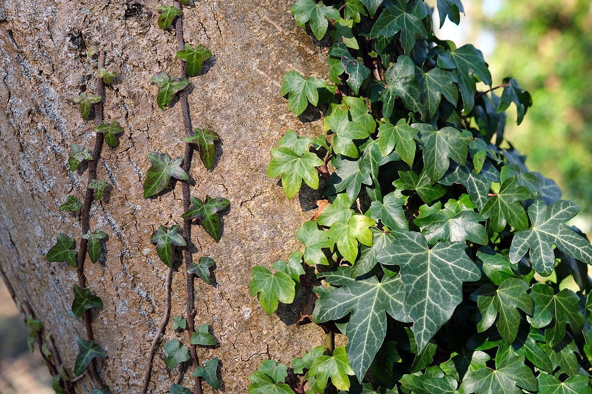 d’après cet expert en urbanisme, cette plante mal aimée est en réalité un excellent isolant naturel
