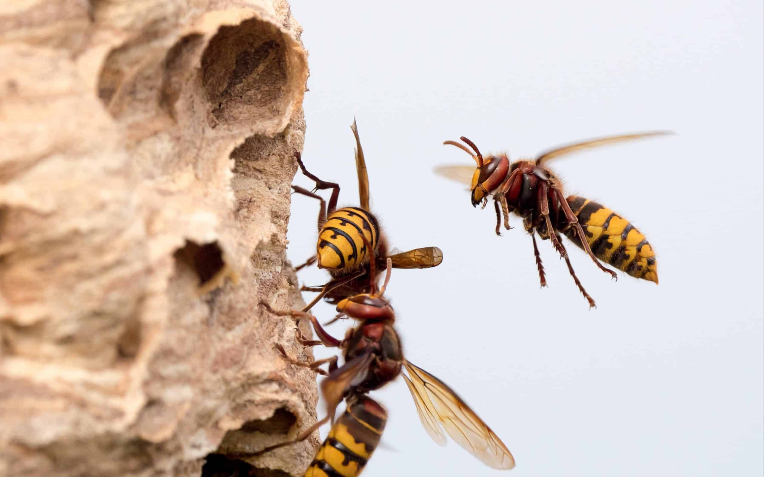 frelon asiatique ce français invente un piège ultra efficace et simple à fabriquer à la maison