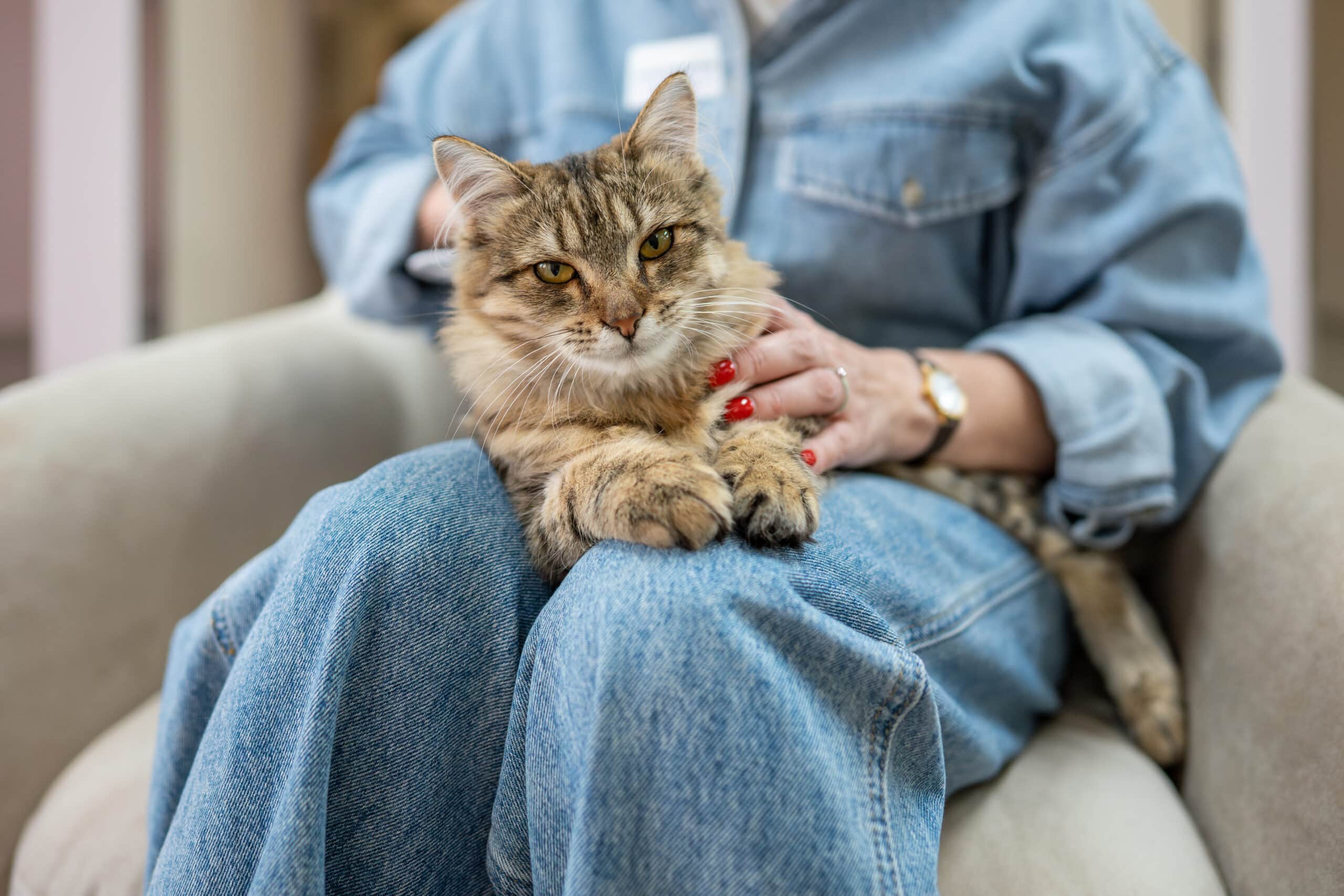 Mauvaise nouvelle les chats domestiques, bientôt interdits voici pourquoi