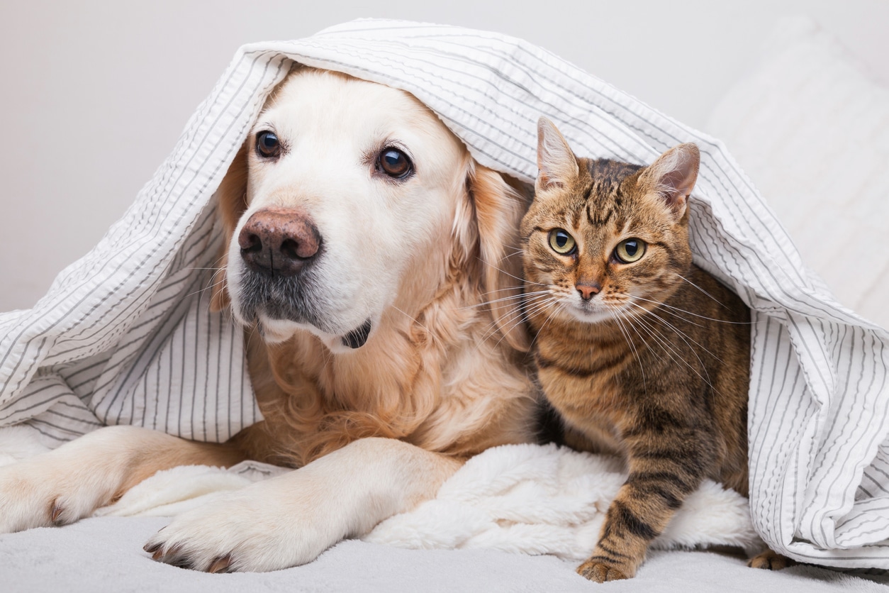 Nouvelle taxe 2025 sur les animaux de compagnie : 100€ pour un chien et 80€ pour un chat, ce qu’il faut savoir