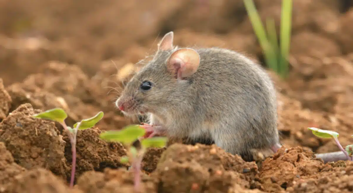 Rats dans le jardin Cet objet du quotidien est super efficace pour les repousser (et en plus il sent vraiment très bon)