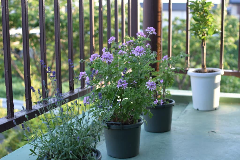 coin végétalisé balcon