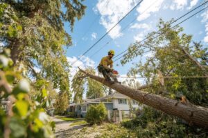 Abattre un arbre dangereux : peut-on bénéficier d’un crédit d’impôt ?