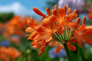 Agapanthe orange : plantation, culture et entretien