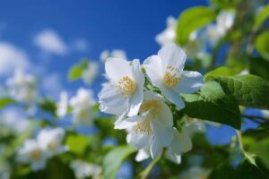 Comment entretenir un jasmin grimpant ?