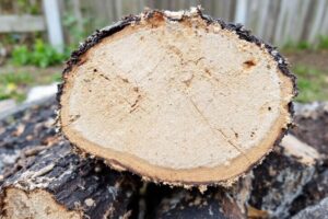Mérule sur bois de chauffage : Causes et solutions