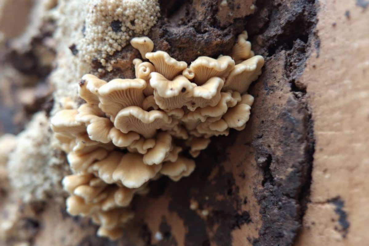 Mérule sur bois de chauffage : Causes et solutions