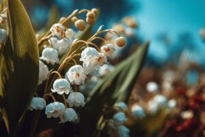 Quand et comment planter le muguet ?