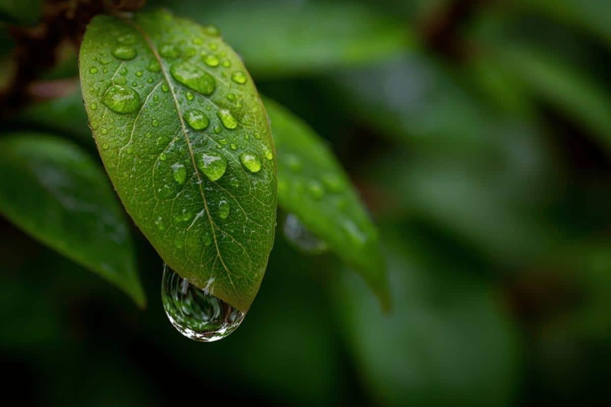 Qu'est-ce que le point de rosée ?