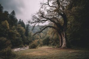 Comment savoir si un arbre est mort ?