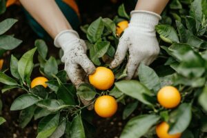 Comment bouturer un oranger du Mexique ?