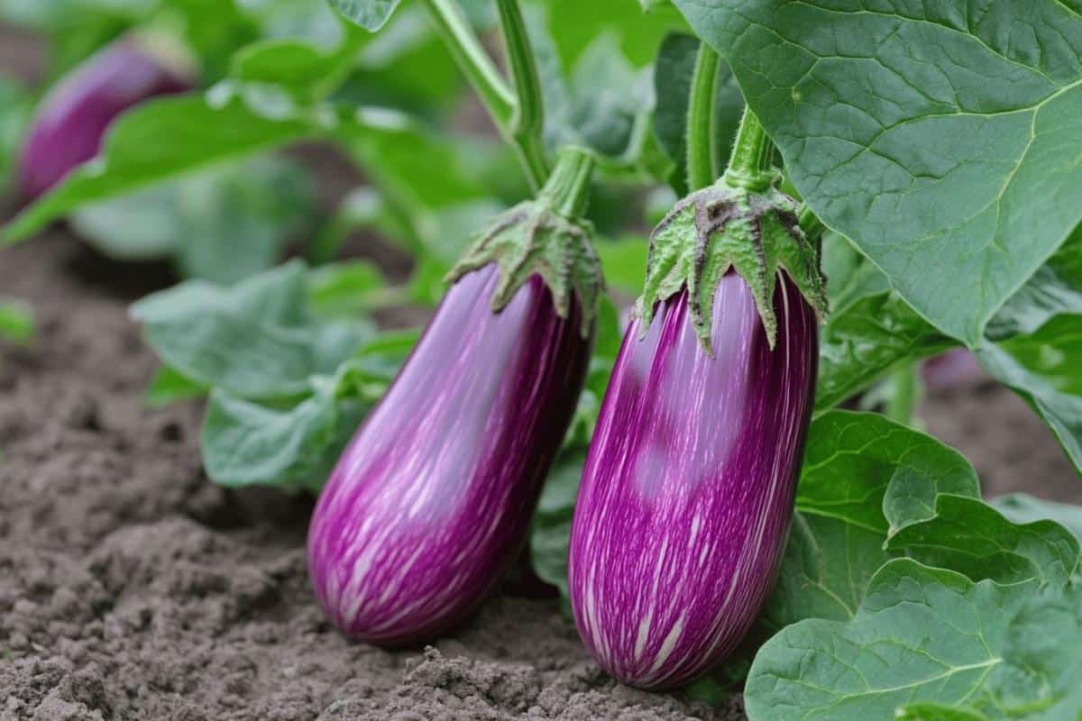 Peut-on garder un pied d'aubergine d'une année sur l'autre ?