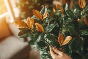 Faut-il couper le bout des feuilles marron ?