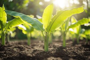 Comment faire pousser un bananier sans graine ?