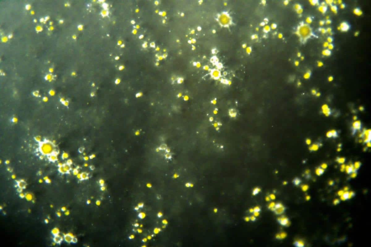 Petits insectes noirs dans la maison : comment les identifier et s’en débarrasser ?